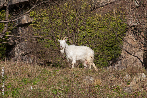 Fototapeta Naklejka Na Ścianę i Meble -  Wild Kashmir Goat