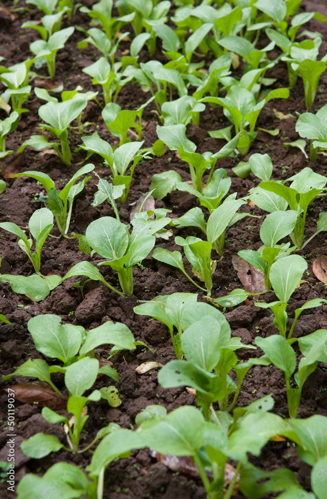 organic vegetables growing organic vegetables growing