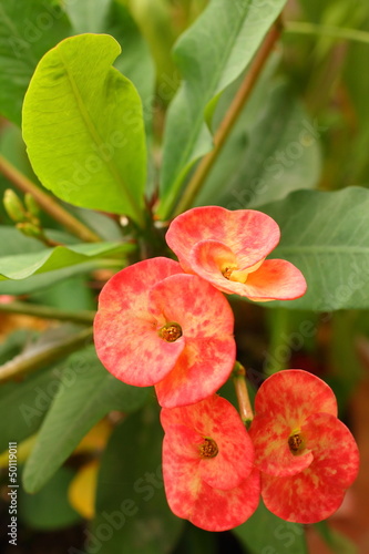 Euphorbia milii - red flower