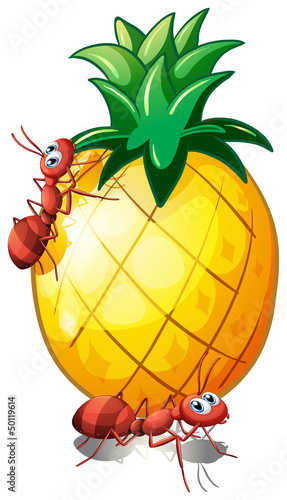 A pineapple fruit with two ants