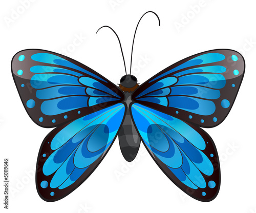 A beautiful blue butterfly