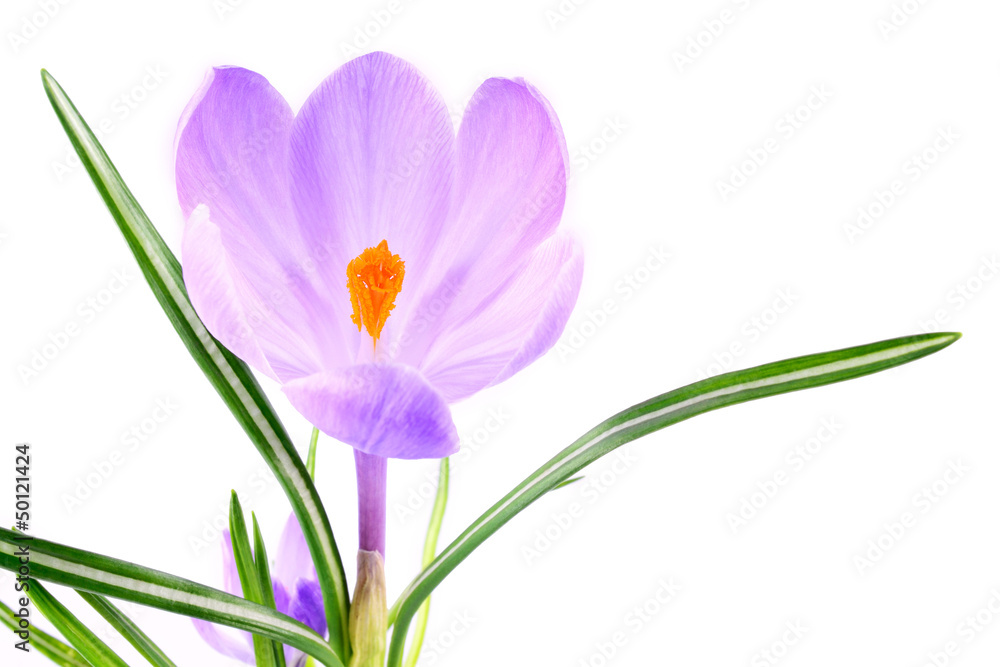 Crocus flower isolated on white background