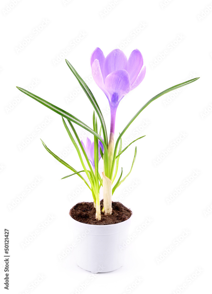 Crocus flower isolated on white background Crocus flower isolated on white background