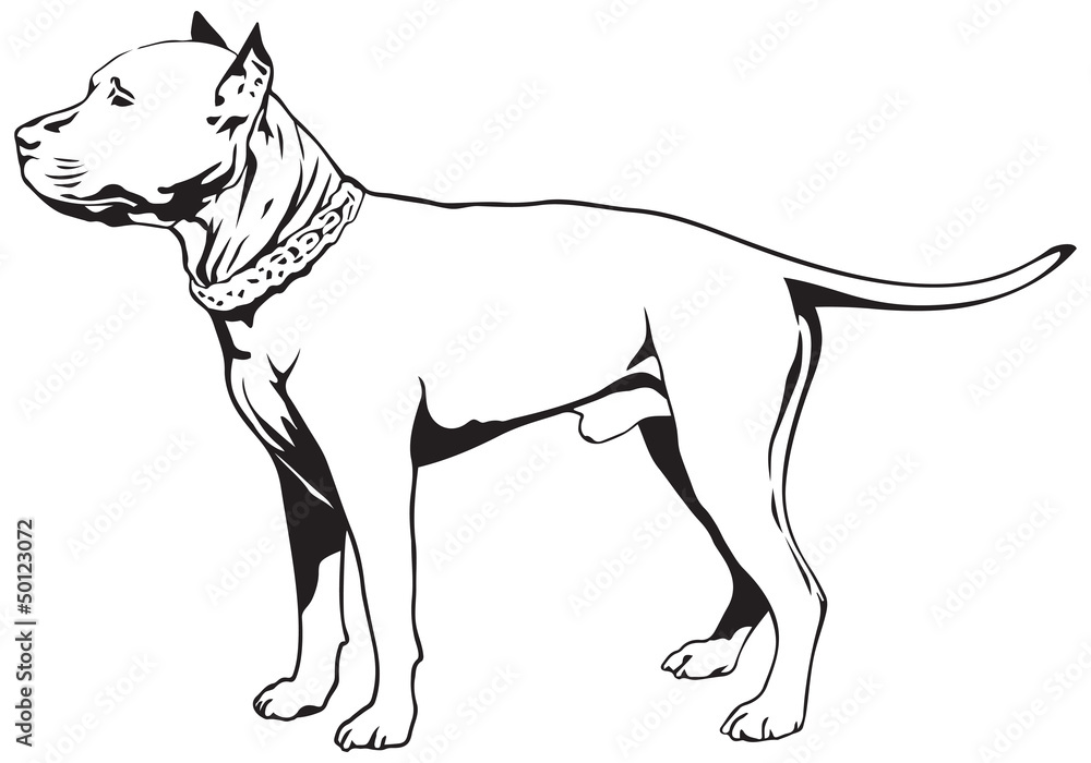 Fototapeta premium Staffordshire Bull Terrier Dog