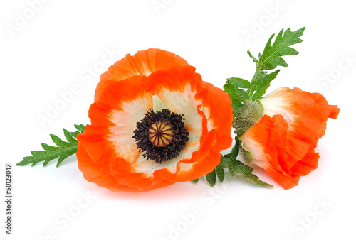 Red poppies isolated on white