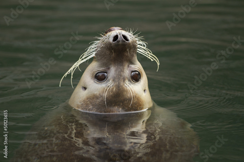 curious harbor seal photo