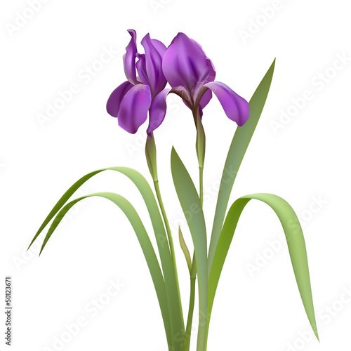 Purple Iris Flowers
