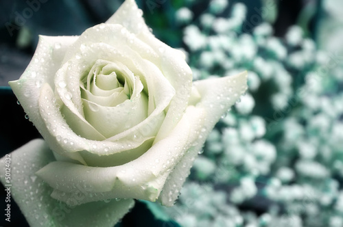 Single white rose with water droplets