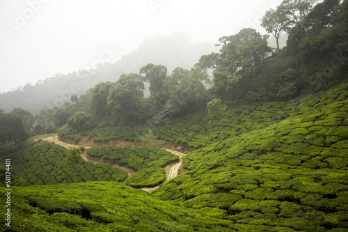 Tea gardens, Munnar, India