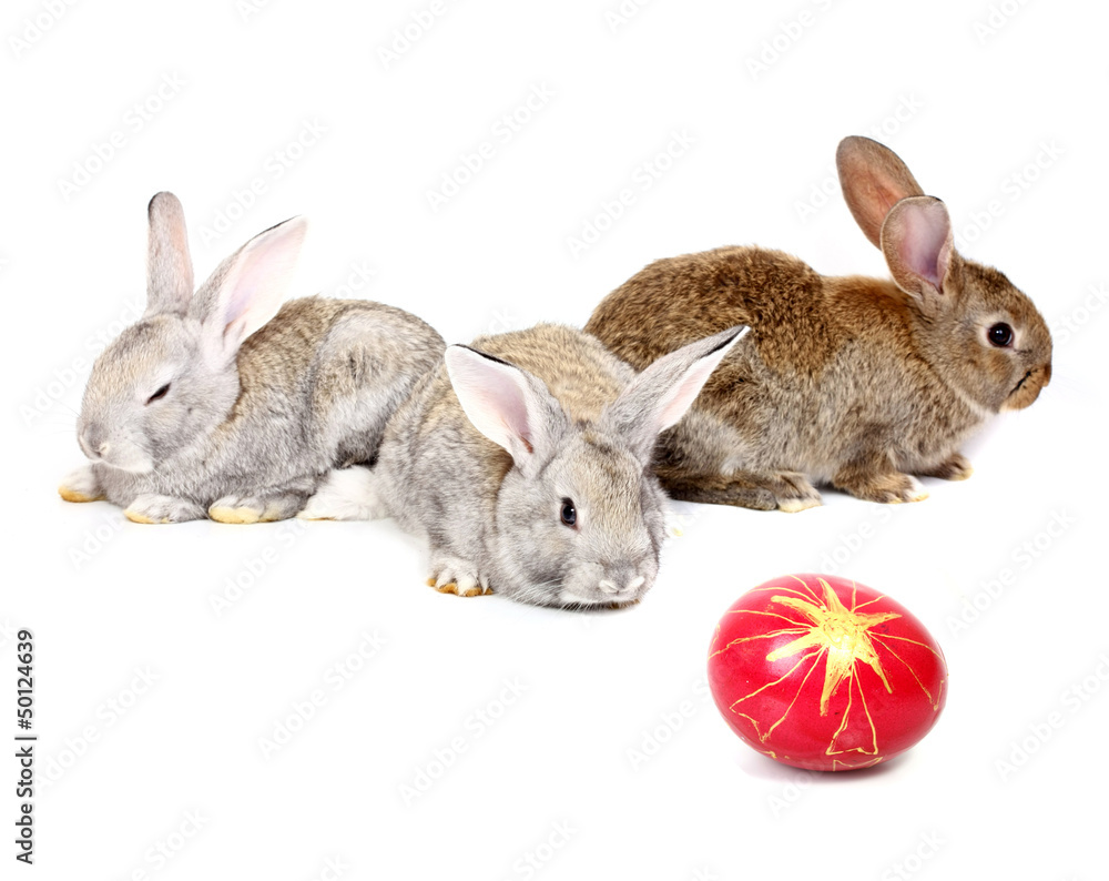 Obraz premium easter rabbits