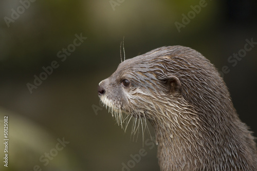 portrait of small-clawed otter