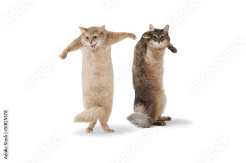 01-dance cat