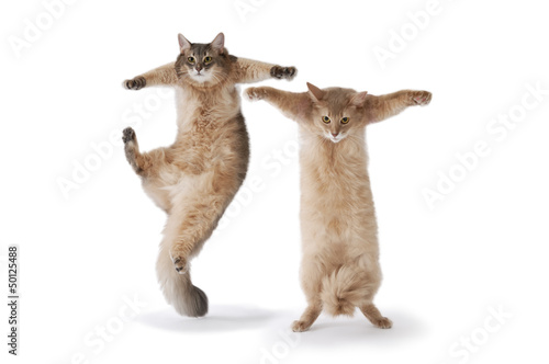 Canvas Print 03-dance cat