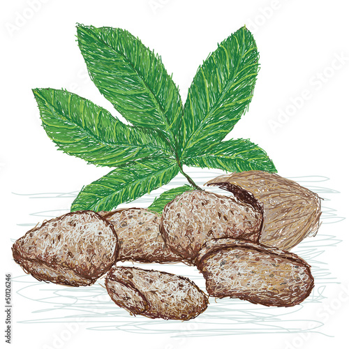 tahitian chestnut