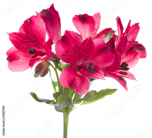 Fototapeta Naklejka Na Ścianę i Meble -  Alstroemeria flowers isolated on white