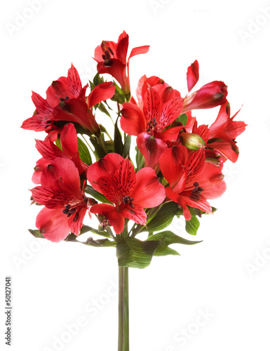 Fototapeta Naklejka Na Ścianę i Meble -  Bouquet of alstroemeria flowers isolated on white background
