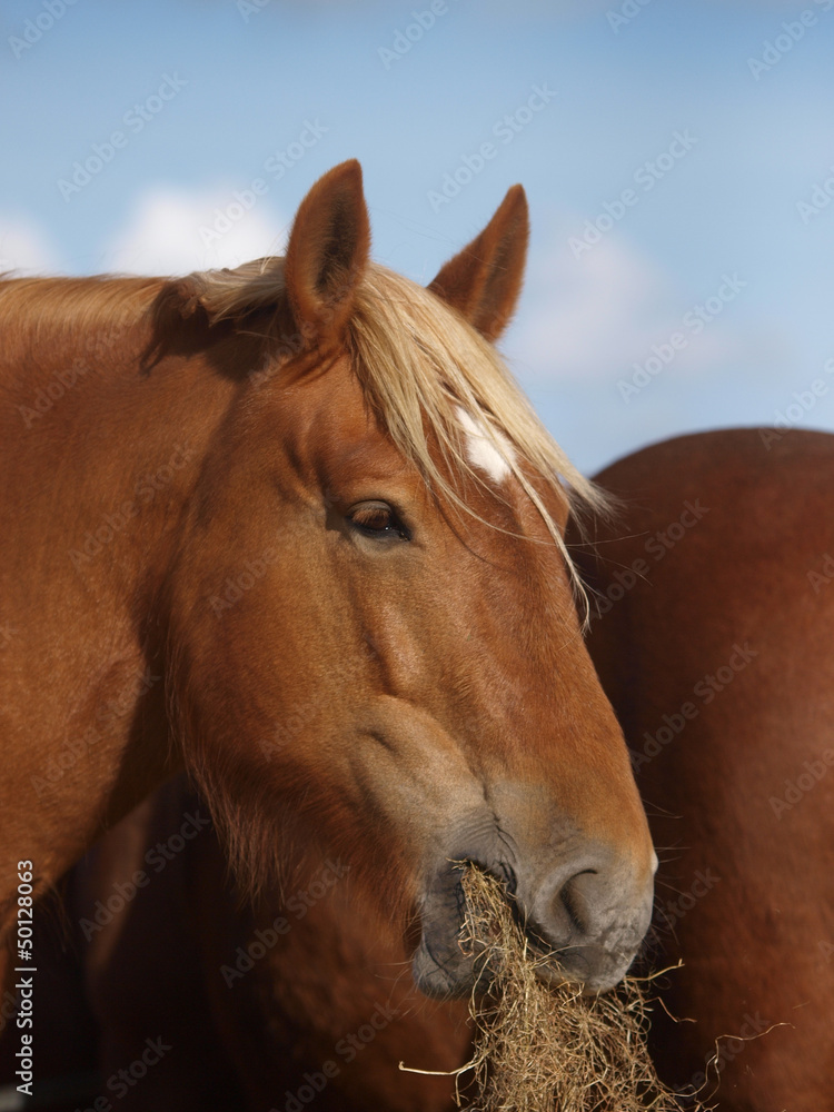 Obraz premium Horse Eating Hay
