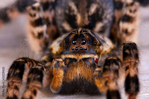 Macro photo shot  of tarantula spider photo