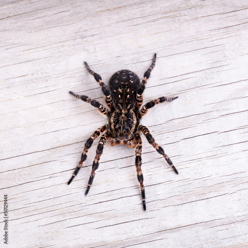 Top view of tarantula spider