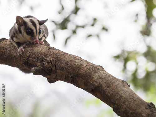 small possum or Sugar Glider
