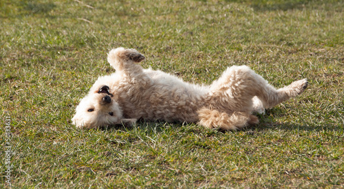 Upside down dog