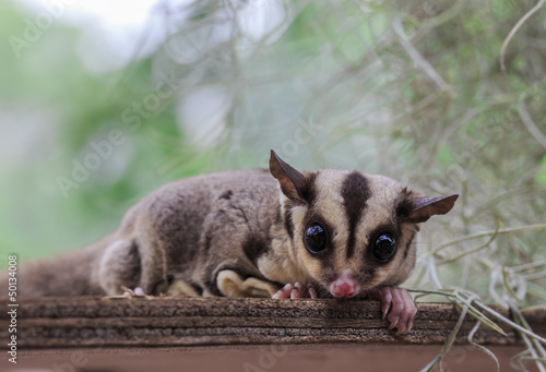 small possum or Sugar Glider