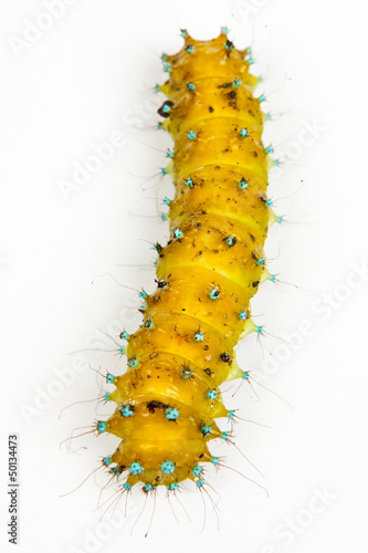 large caterpillar on a white