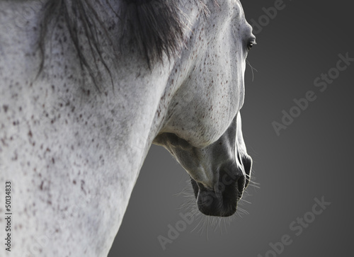 weißes Pferd portrait