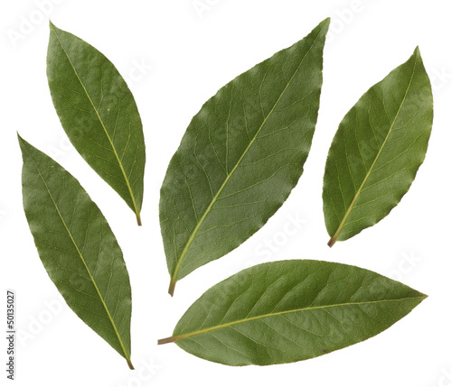 Bay leaves isolated on white background