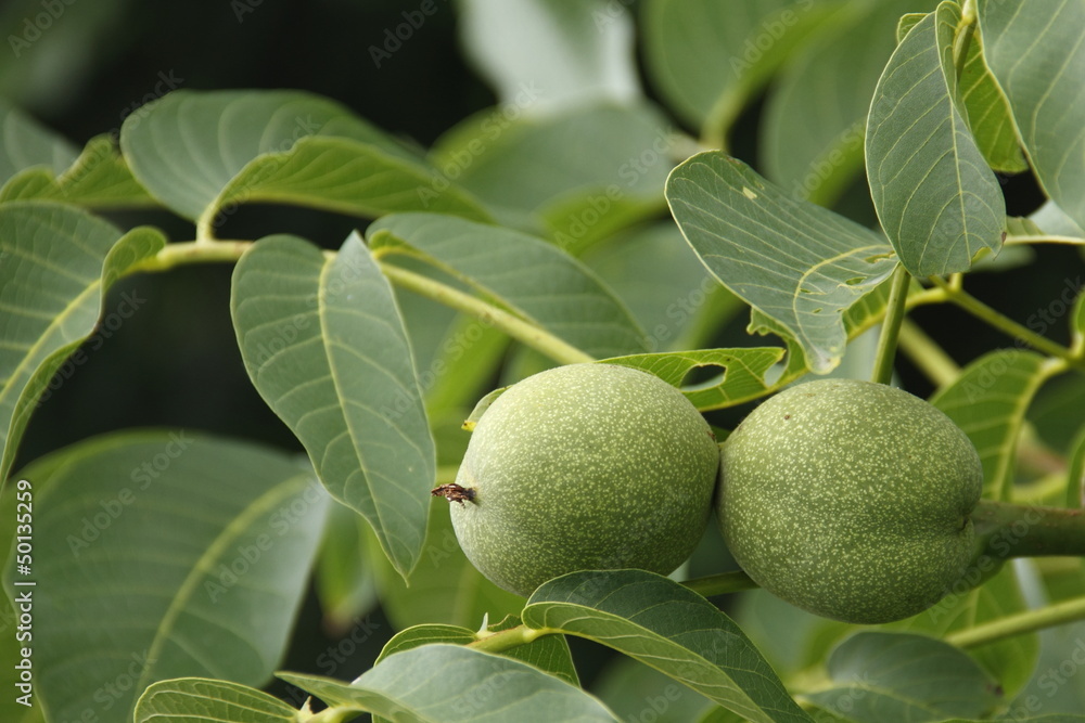 Obraz premium Walnuss