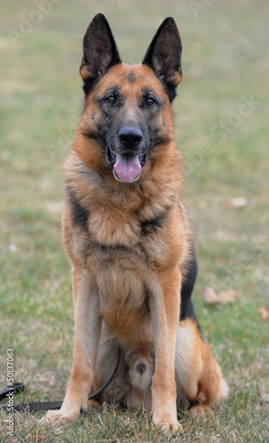 Photography dog2