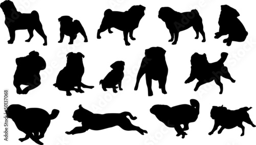 Mops - Möpse