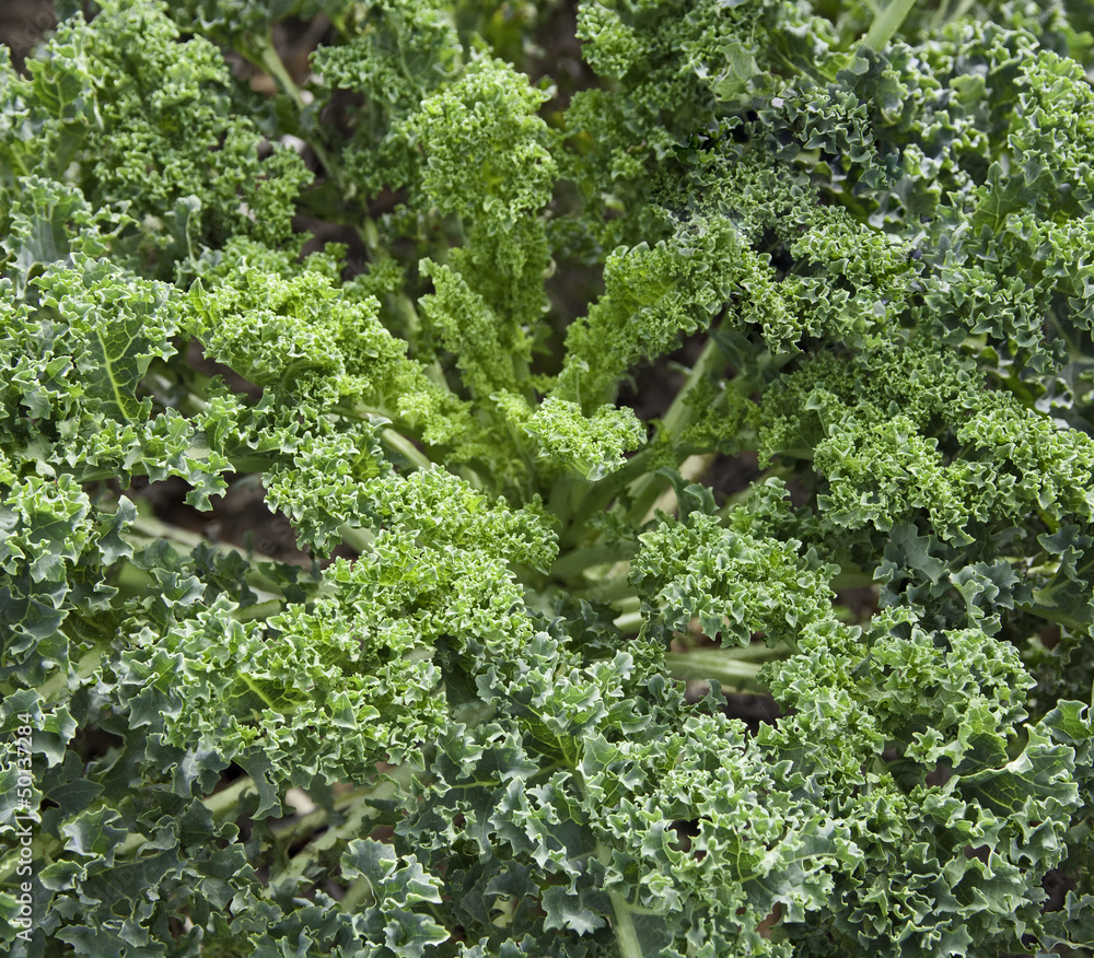 Organic green kale growing in a farm