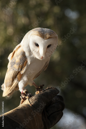 A Barn Owl