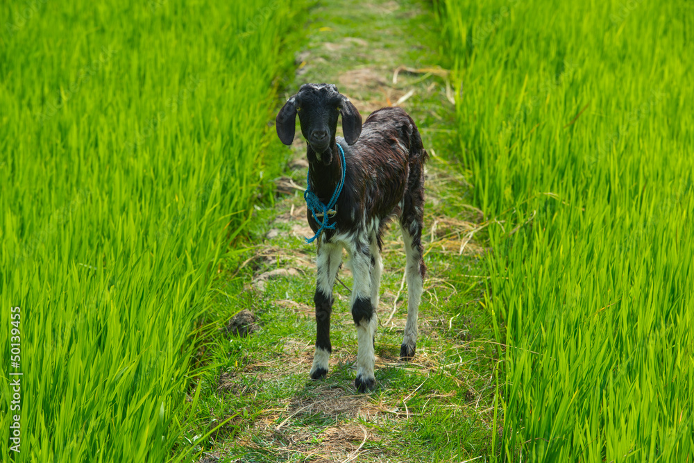the young nanny-goat costs on a footpath in a green fresh grass