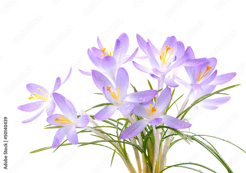 Krokusse Krokusse