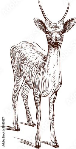 young deer