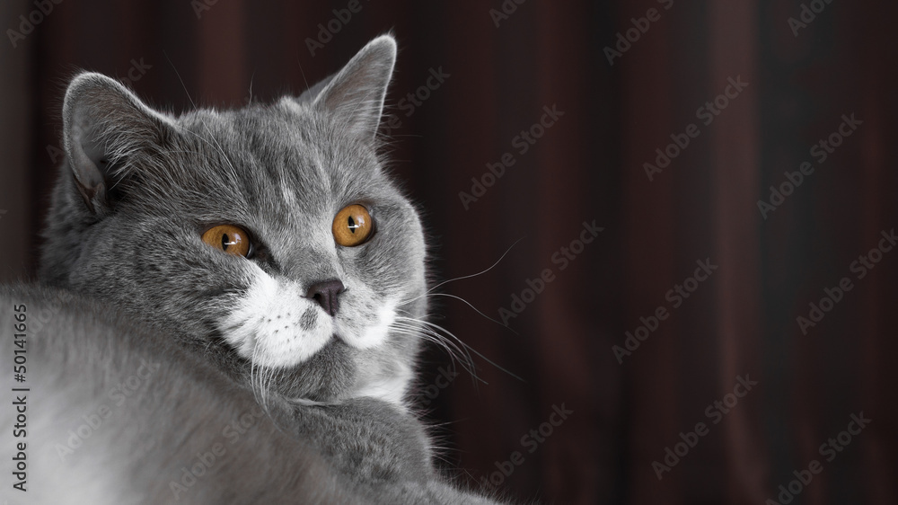 British Shorthair Cat