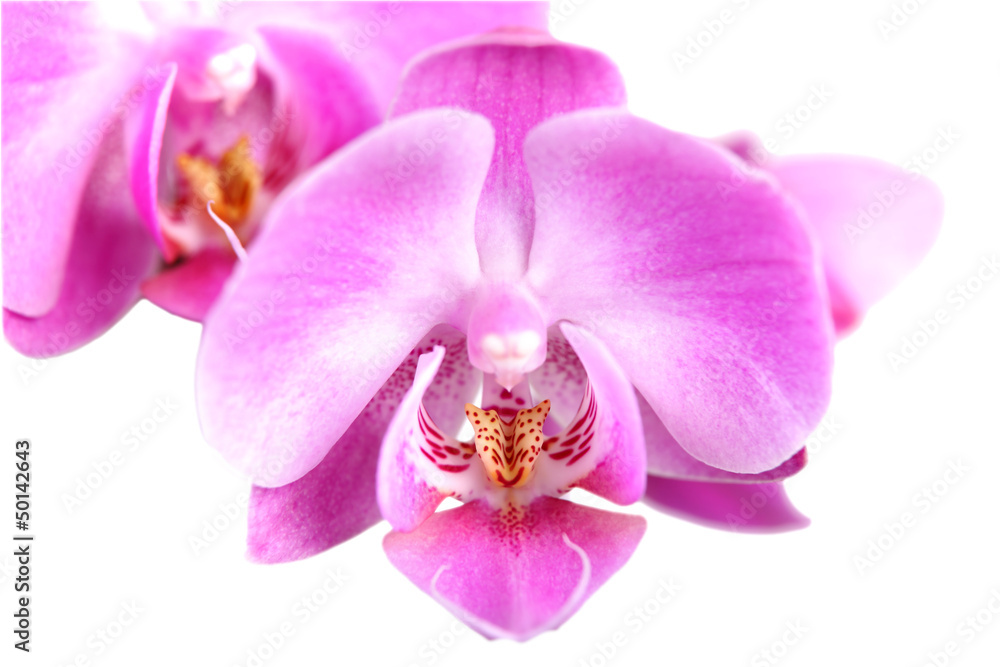 Obraz premium Storczyk, fioletowy, zbliżenie na białym tle.