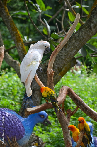 White Cockatoo photo