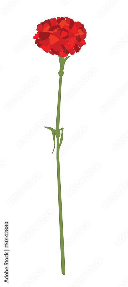 Obraz premium Gillyflower