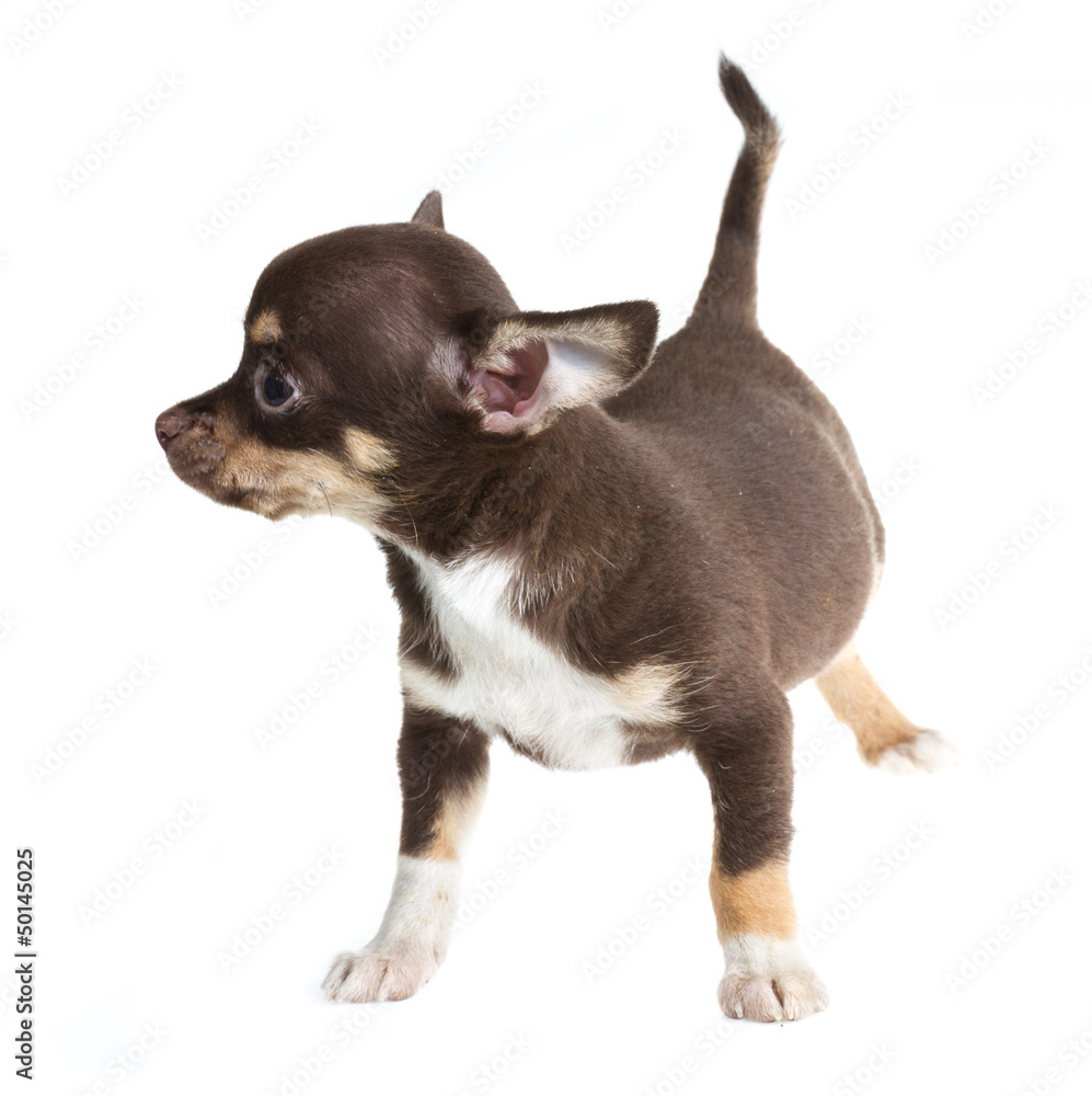 short haired chihuahua puppy in front of a white background