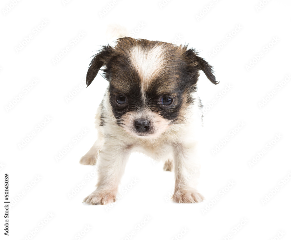 Chihuahua Chihuahua
