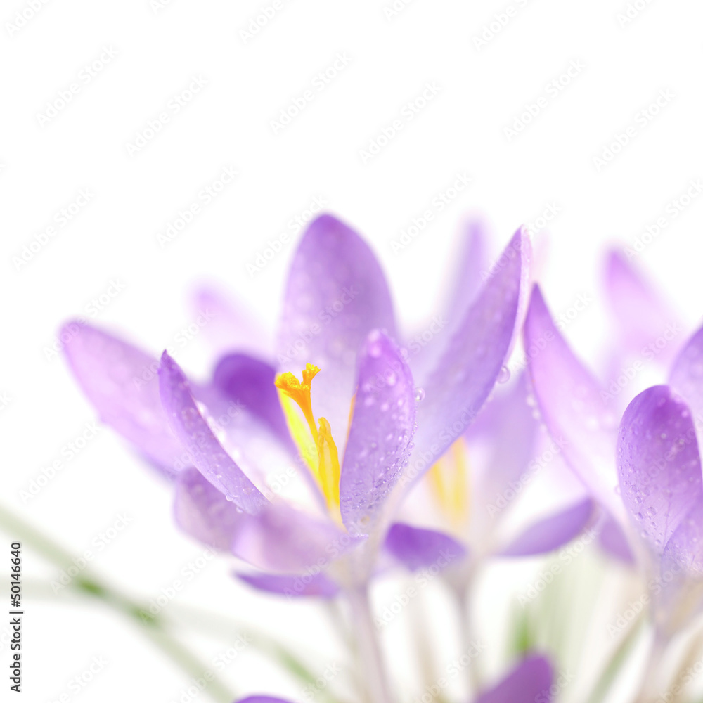 Krokusse Krokusse
