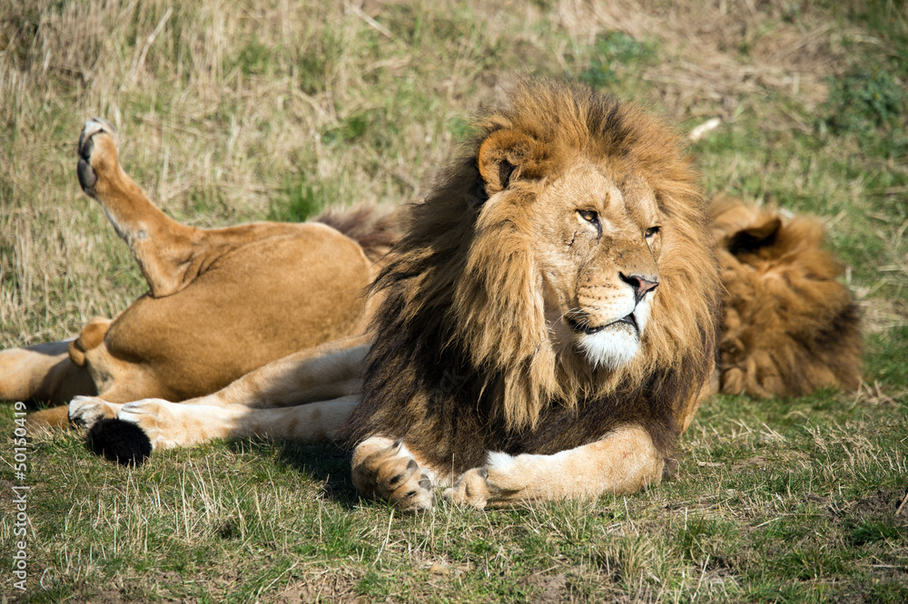 Lion Lion