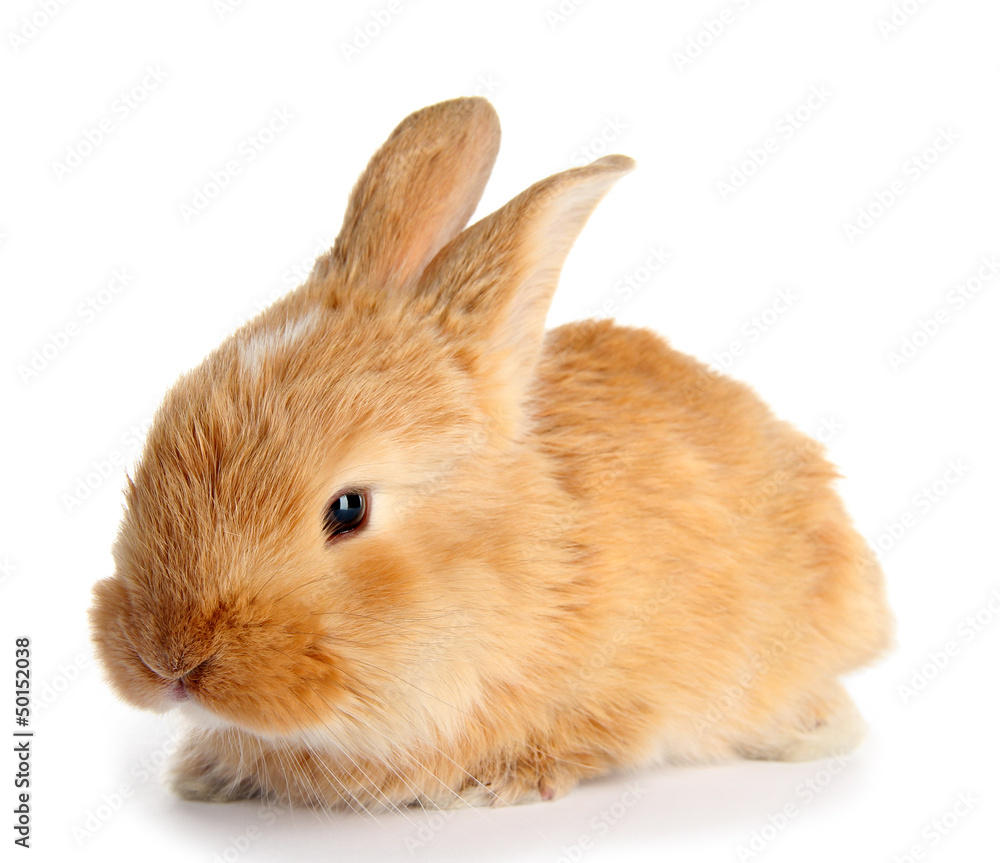Fluffy foxy rabbit isolated on white Fluffy foxy rabbit isolated on white