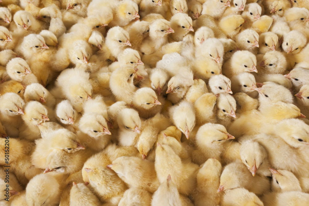 Large group of baby chicks on chicken farm Large group of baby chicks on chicken farm