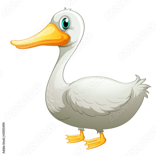 A white duck