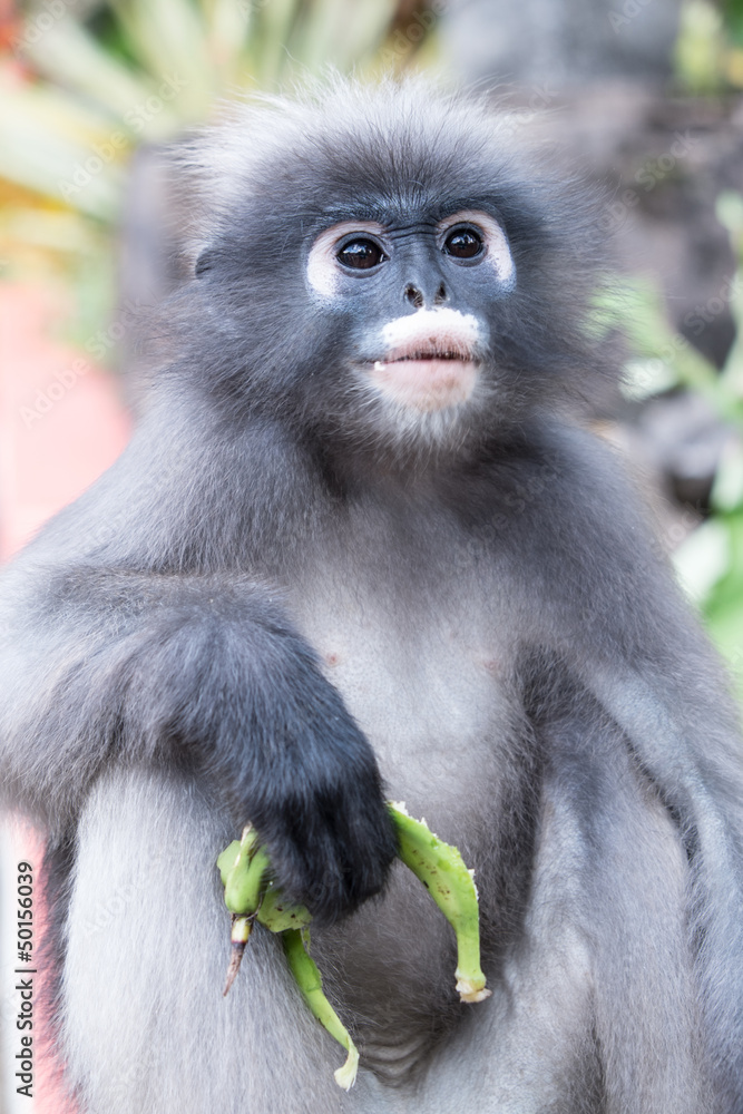 Dusky Leaf Monkey Dusky Leaf Monkey