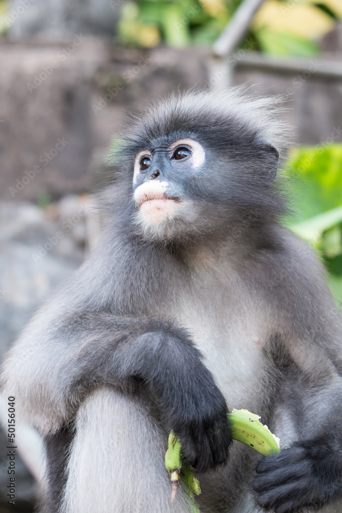 Dusky Leaf Monkey Dusky Leaf Monkey